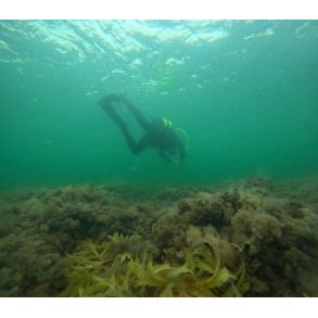 Cmas 3* Bliv leder af dykningen