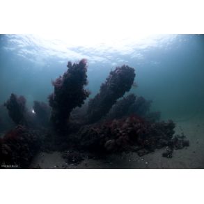 Vragdyk Sj�lland 0 - 5 meter